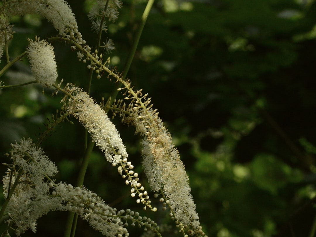 Black cohosh for menopause symptoms, white flowering spikes of Actaea racemosa in a woodland setting