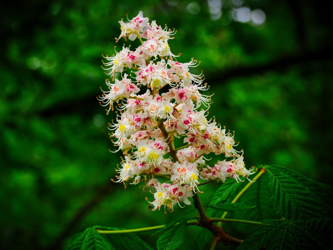 Horse chestnut for varicose veins, Aesculus hippocastanum flower panicle and palmate leaves