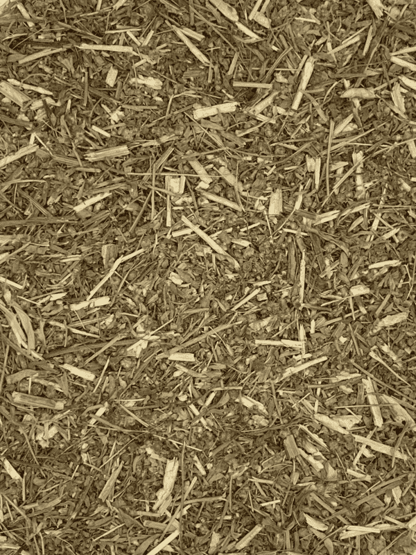 Wormwood tincture for digestion - dried Artemisia absinthium leaf