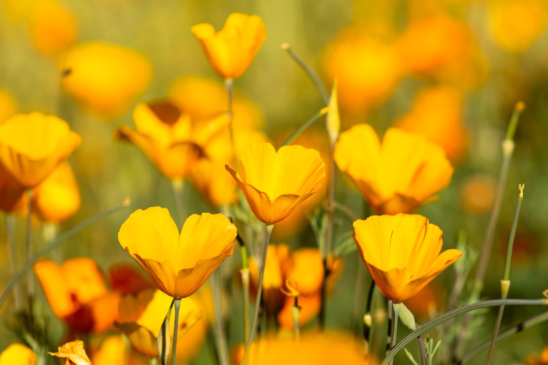 California poppy for sleep, orange Eschscholzia californica flowers growing in a sunny field