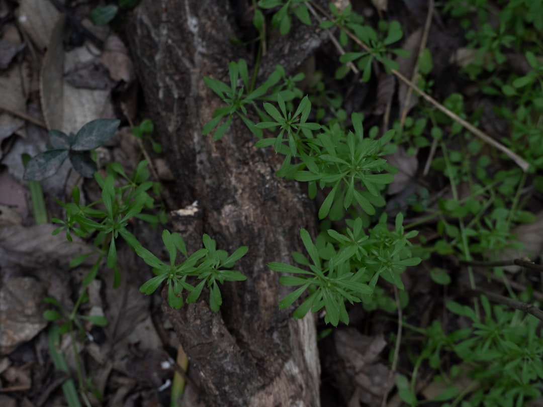 Cleavers for lymphatic support, a sprawling green plant with whorled leaves