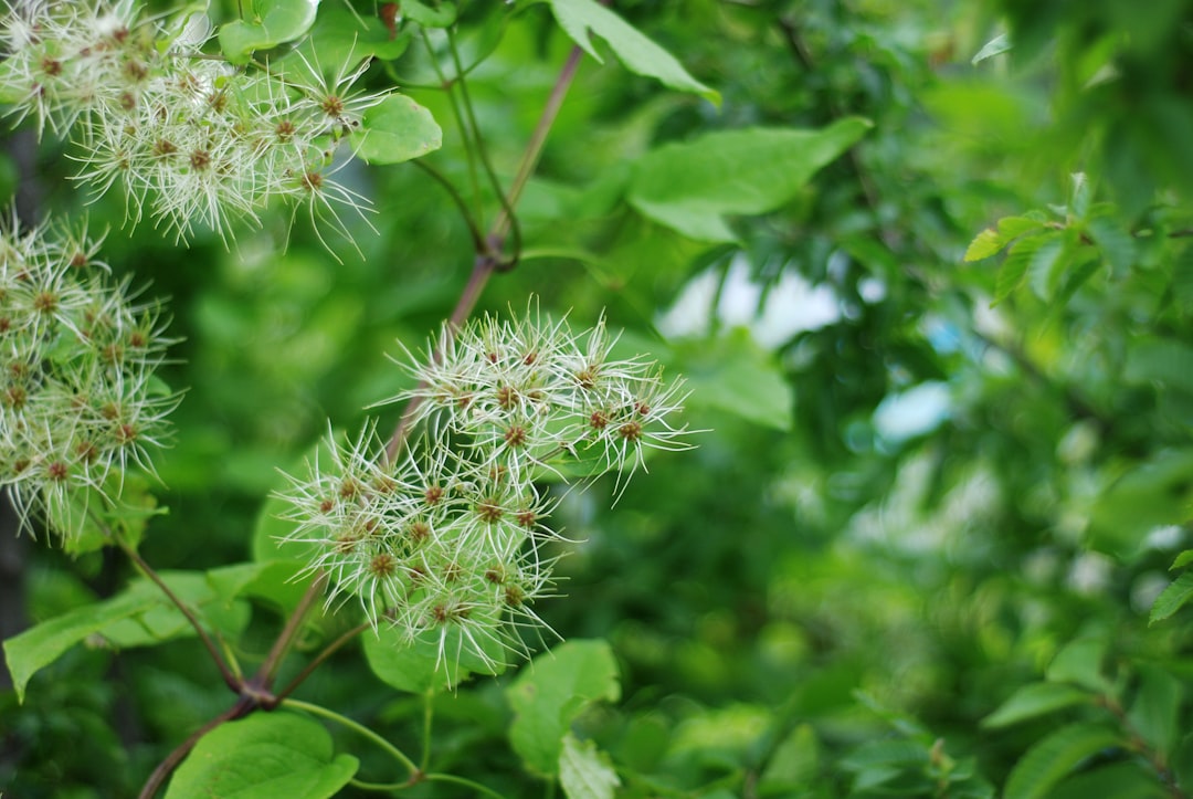 Siberian ginseng for energy, the thorny Eleutherococcus senticosus shrub in leaf