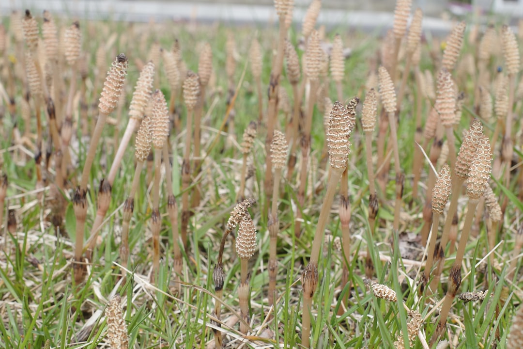 Field horsetail plants growing in grass, the source of horsetail for hair and nails