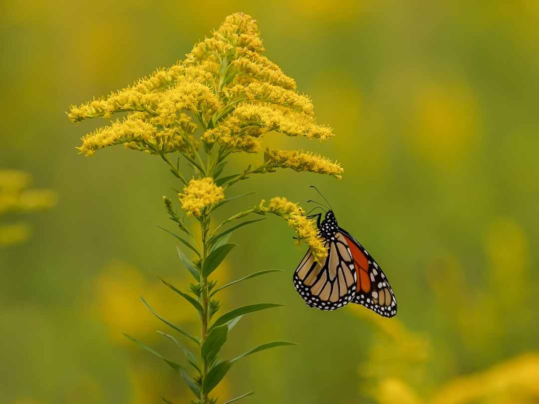 Goldenrod for sinus congestion, Solidago canadensis in flower with a monarch butterfly