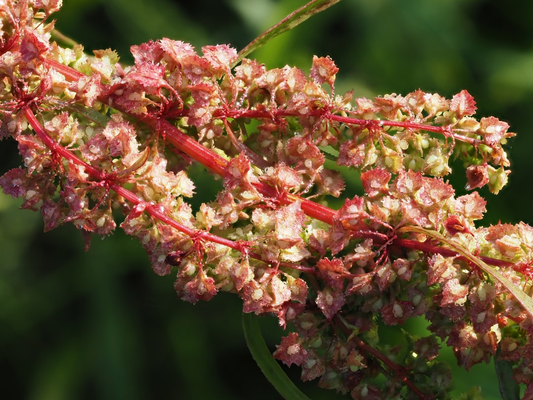 Yellow dock root for iron comes from Rumex crispus, shown here with its rust-red seed stalk