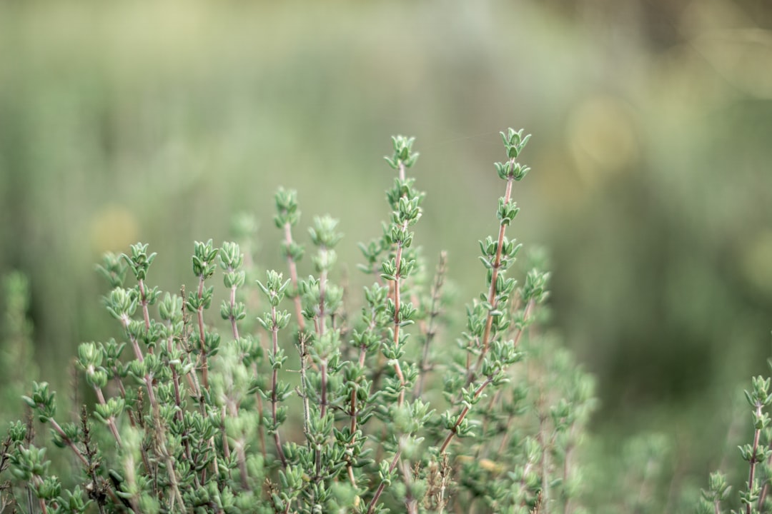 Thyme plant growing in a garden, the source of thyme tincture for cough