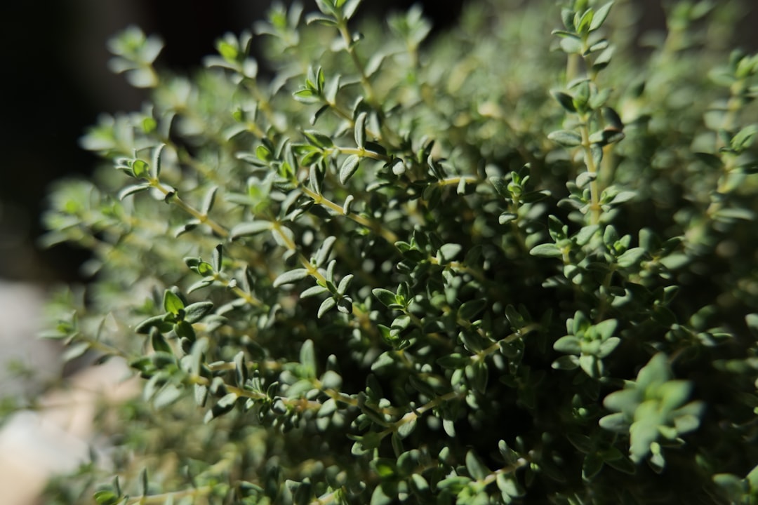 Close-up of fresh thyme leaves and stems