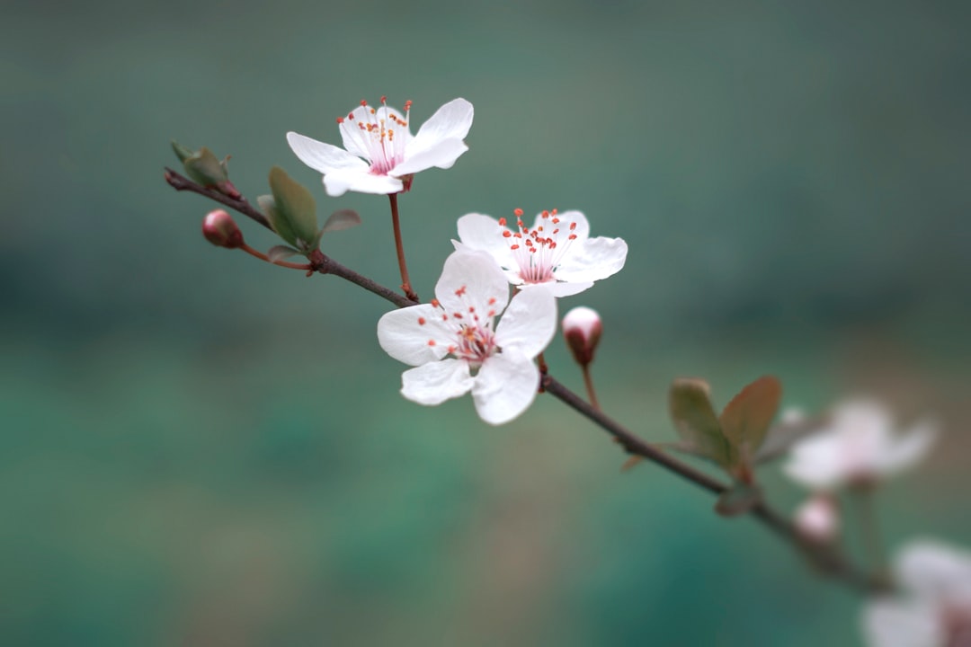 Wild cherry tree in white blossom, the source of wild cherry bark for cough