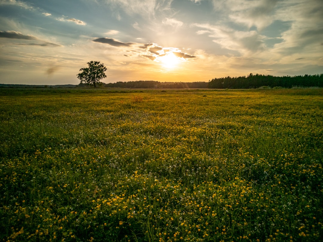 Late summer meadow where goldenrod is traditionally harvested