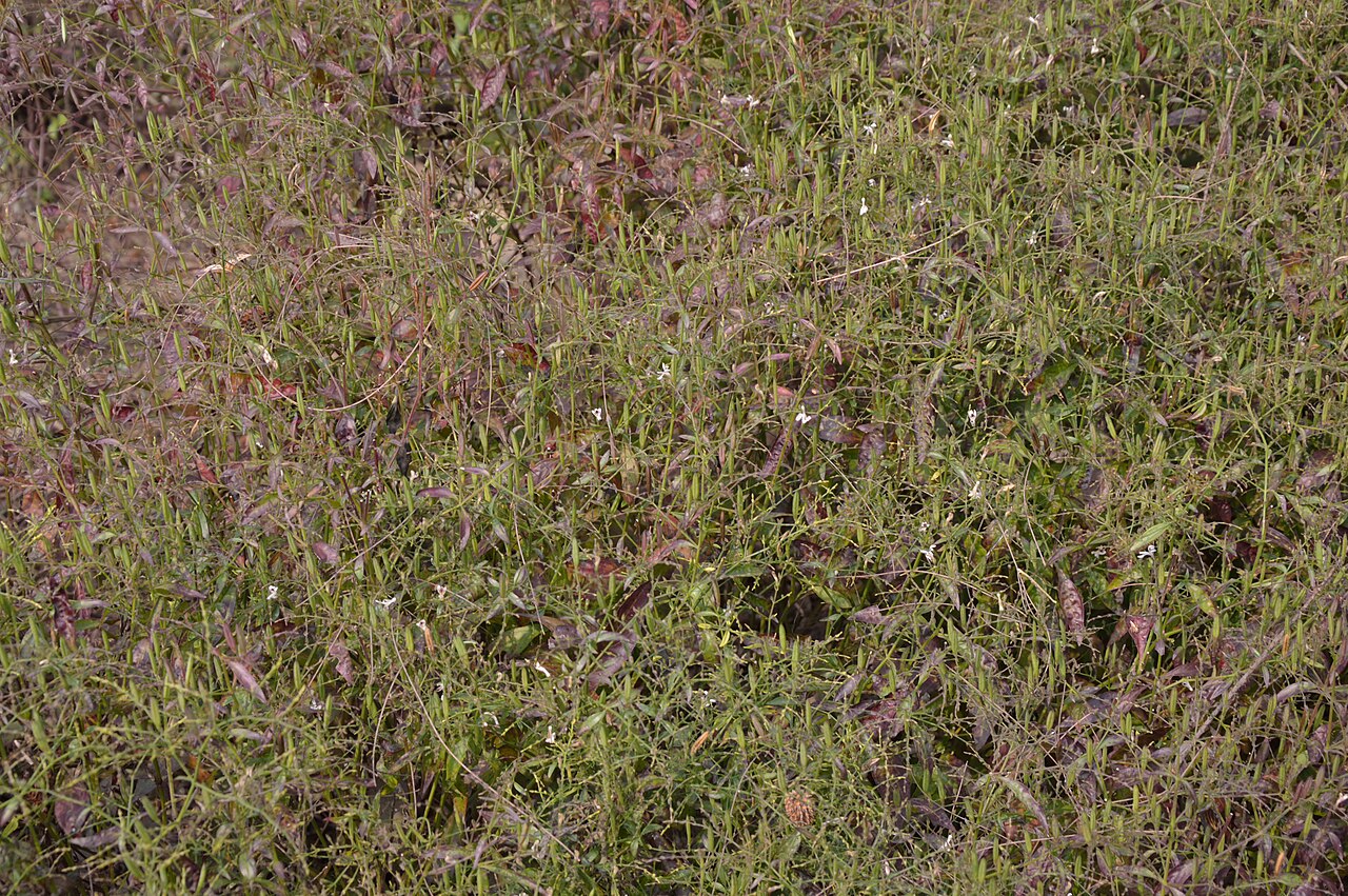 Andrographis paniculata plant with small white flowers, the herb used as andrographis for cold symptoms