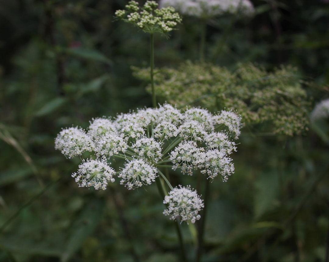 Angelica sinensis in flower, the plant behind dong quai for menstrual health