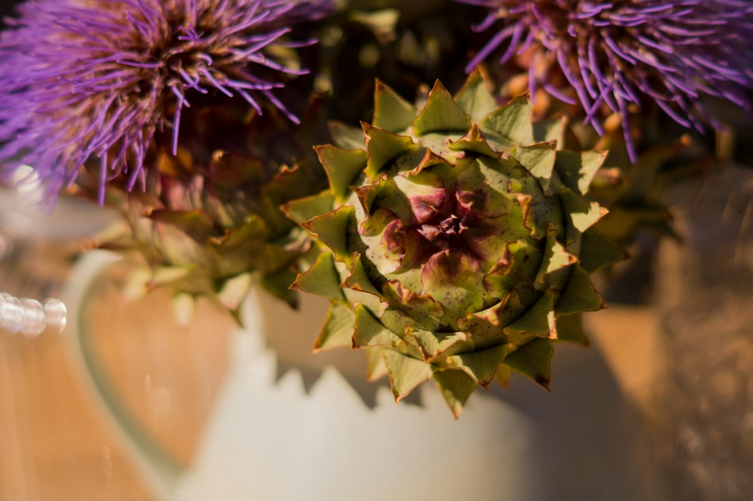 Artichoke bud and purple thistle flowers in bloom
