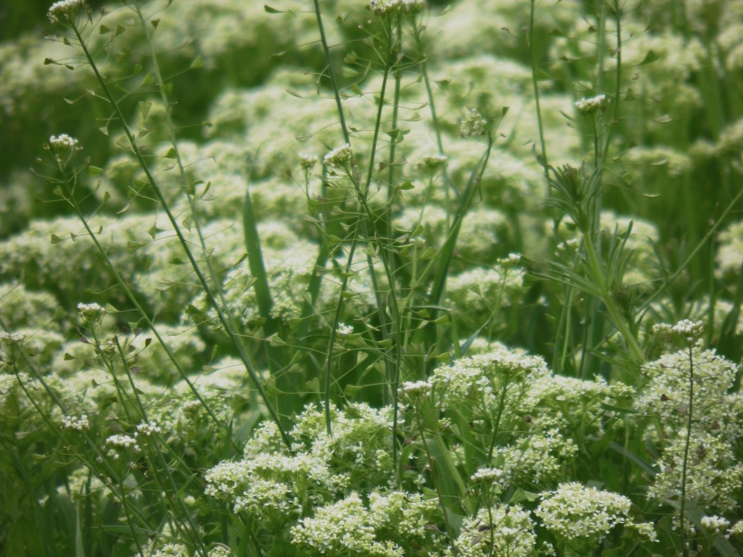 Boneset for fever and flu, white flowering Eupatorium perfoliatum in a summer meadow