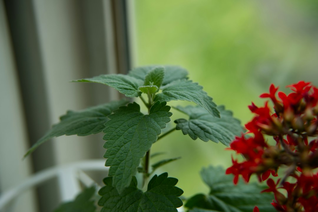 Catnip for relaxation, fresh catnip leaves growing by a window