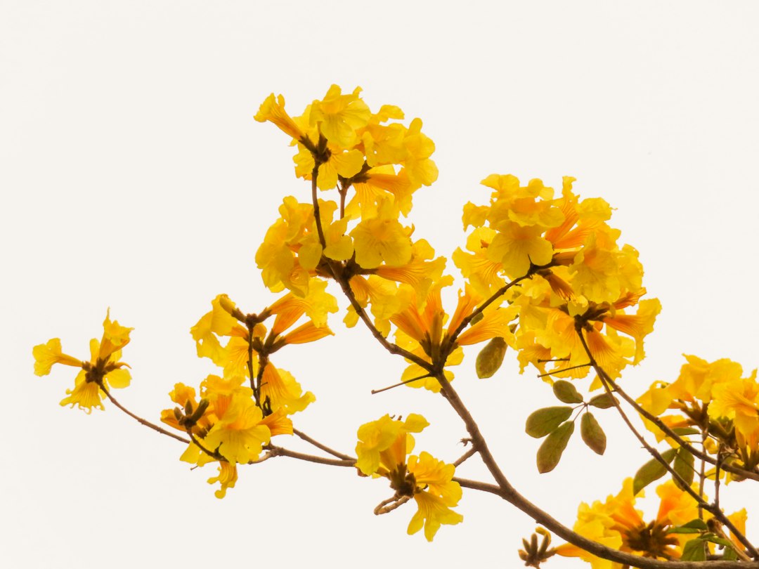 Damiana for mood and libido: yellow Turnera diffusa flowers on a branch