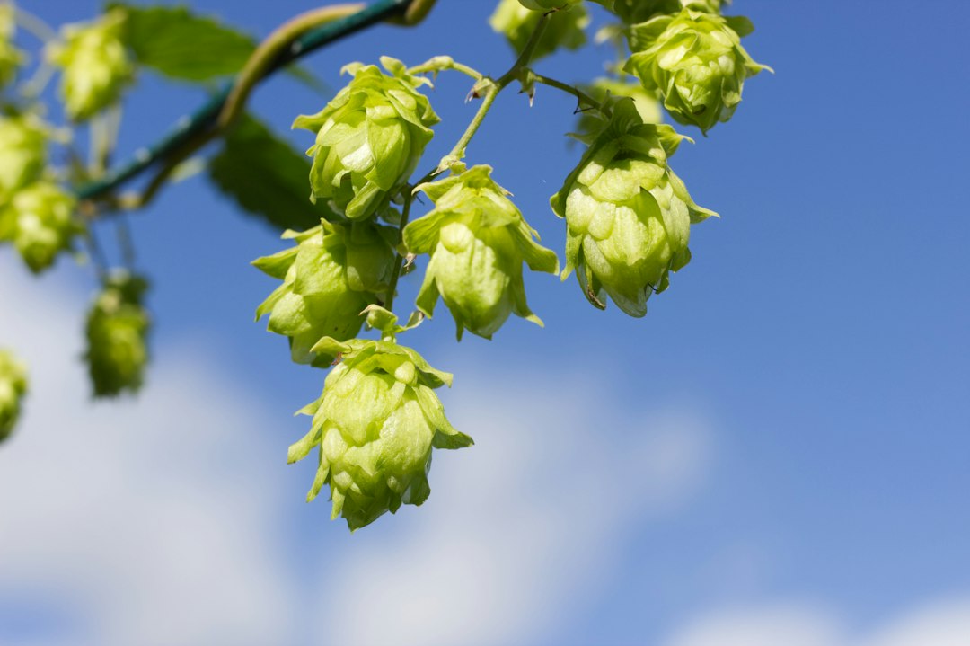 Green hop cones on the vine, a herb traditionally used for sleep