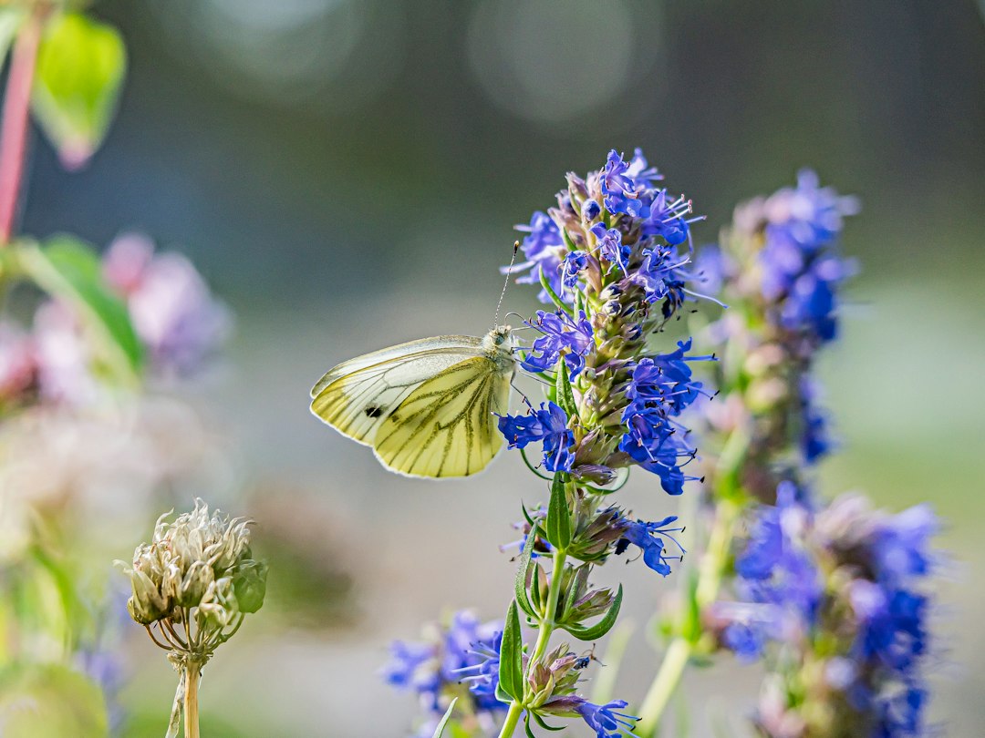 Hyssop for coughs and colds, blue hyssop flower spikes with a butterfly