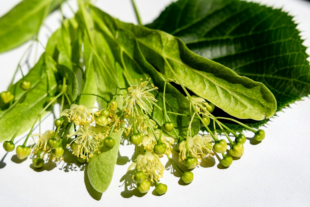 Fresh linden blossoms with green leaves, the plant part used in linden tincture