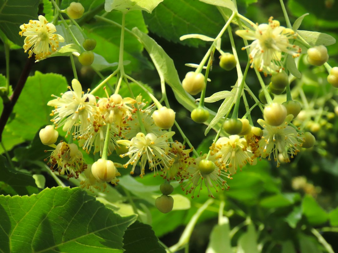 Linden flower for stress, pale yellow blossoms and bracts on a linden tree branch