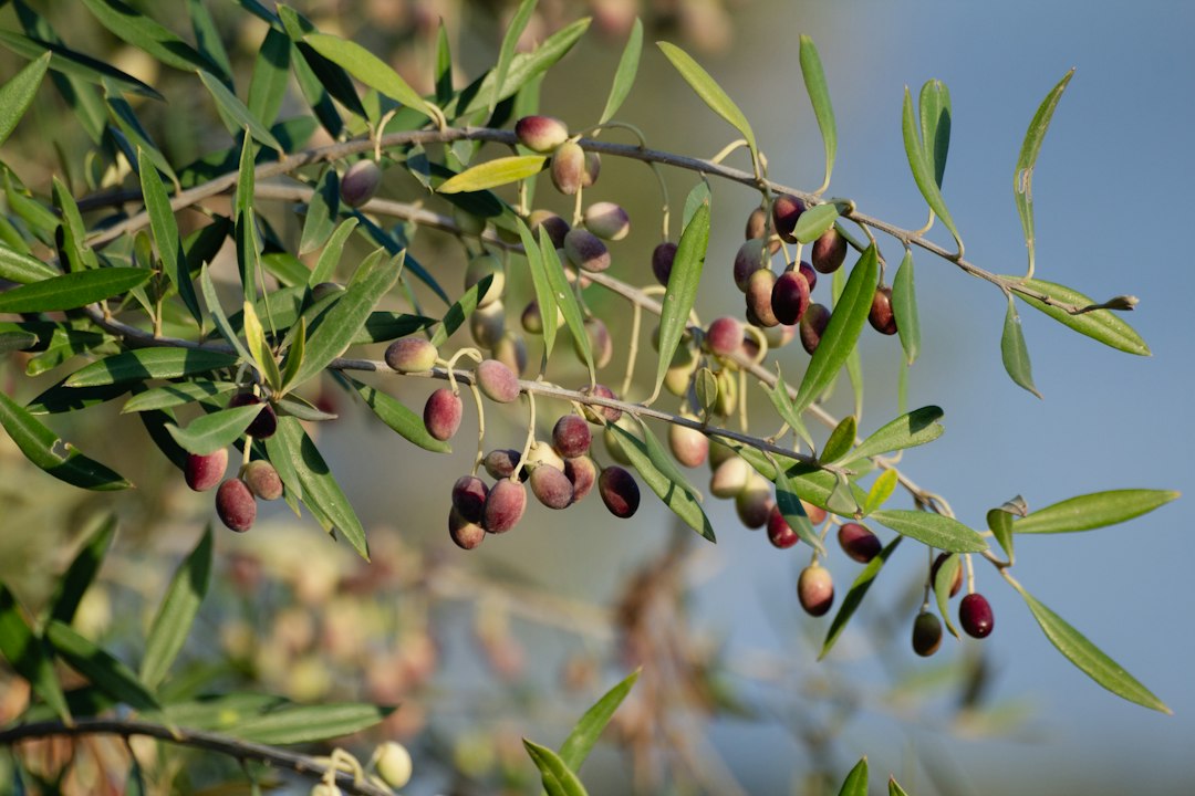 Olive leaf tincture for immunity is made from the leaves of Olea europaea