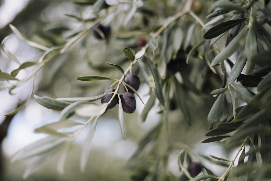 Olive branch with ripening fruit, the source of olive leaf extract