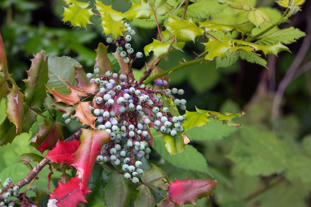 Oregon grape root for skin: Mahonia aquifolium shrub with blue berries