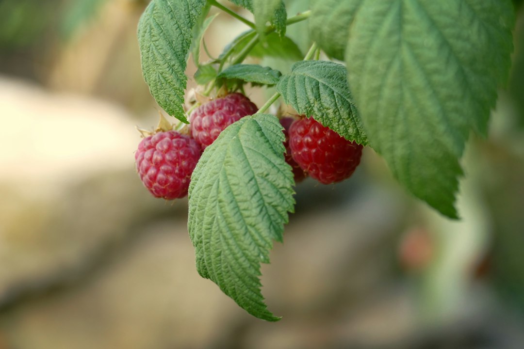 Red raspberry leaf for uterine health growing on the cane in a garden