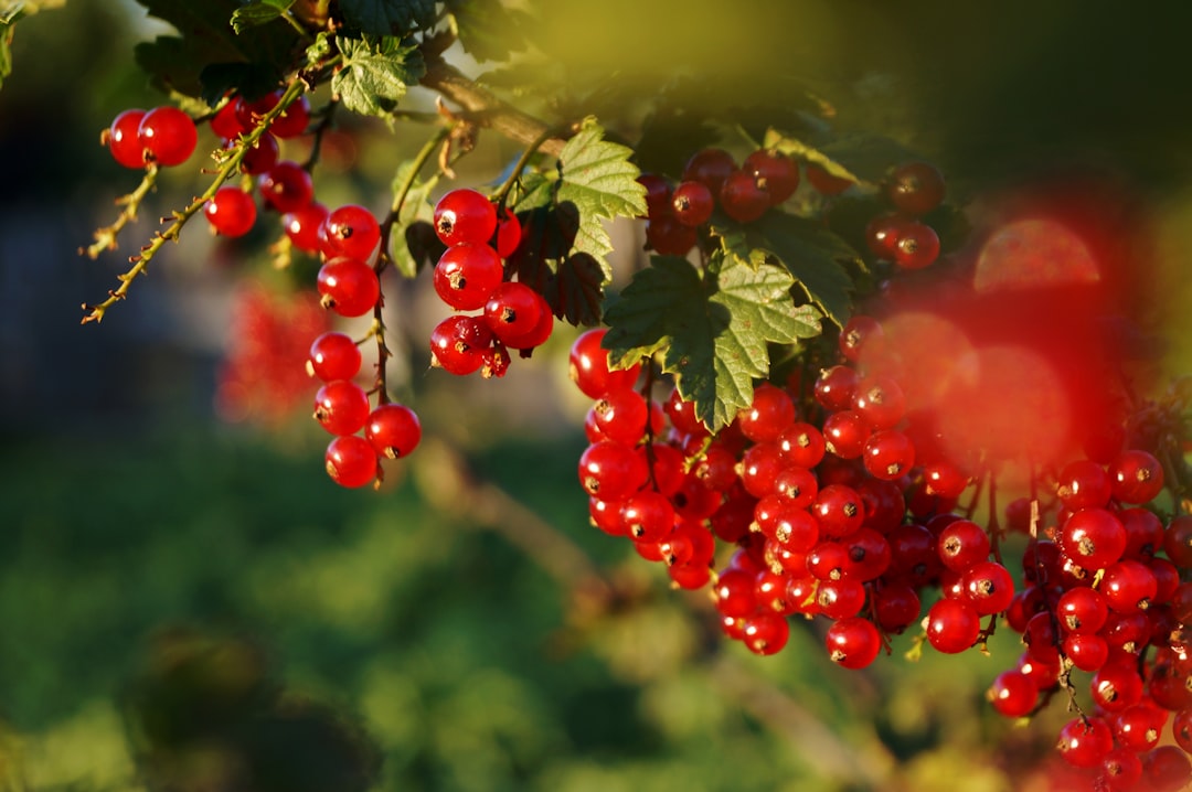 Red berries on a branch, similar to schisandra berry for liver and energy support