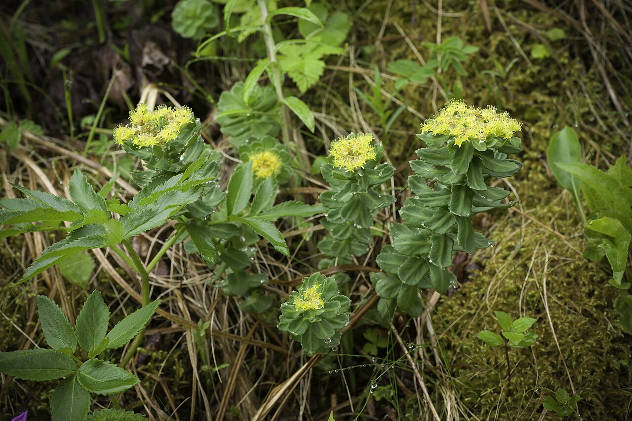 Rhodiola rosea plants in flower, the herb used for rhodiola for stress and fatigue