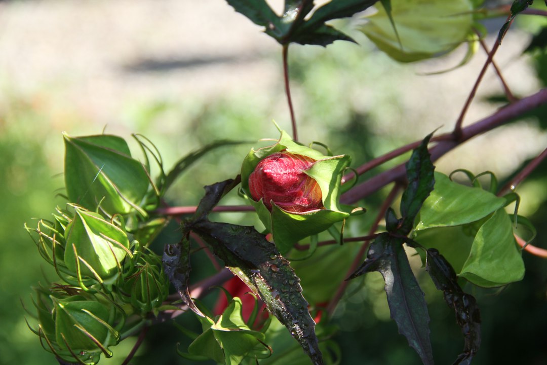 Roselle plant with a red calyx, the part used in hibiscus for blood pressure teas