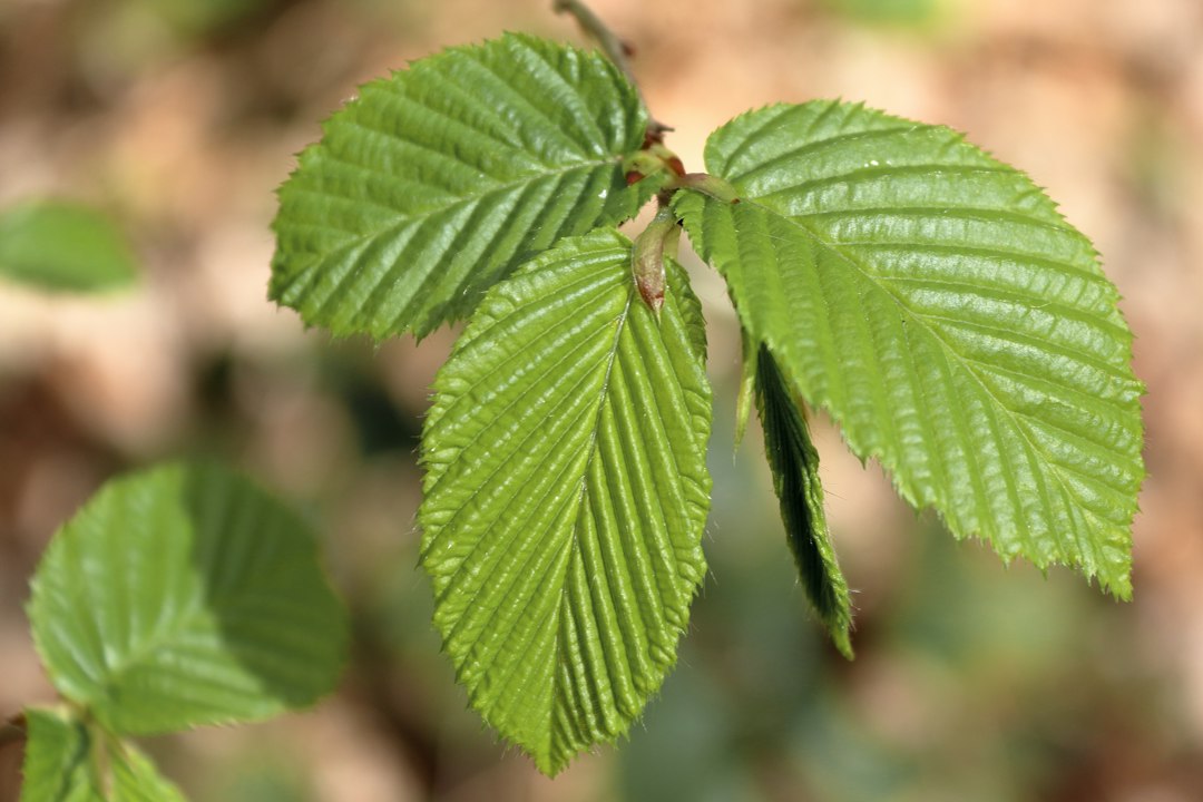Slippery elm for gut lining, showing the serrated green leaves of Ulmus rubra