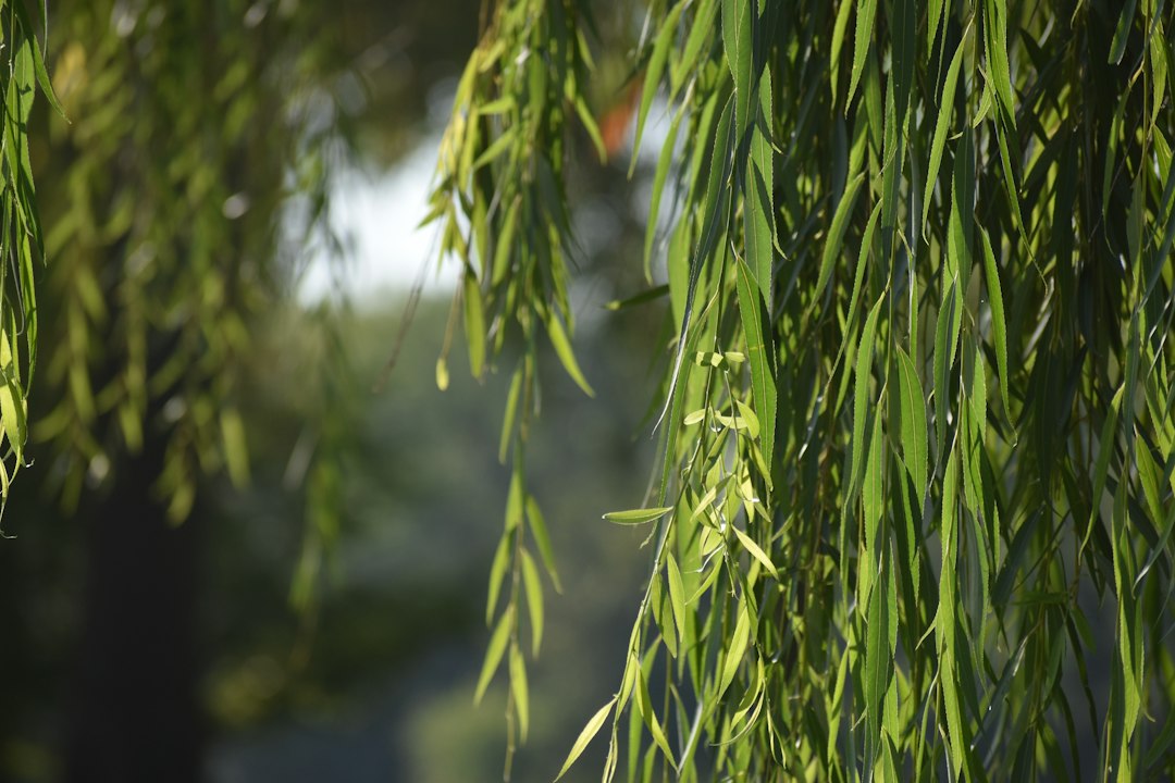 Slender green willow leaves on a hanging branch, the source of white willow bark for pain