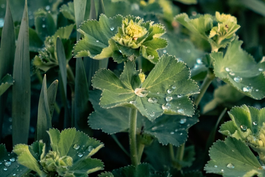 Lady's mantle plant with yellow-green flower buds