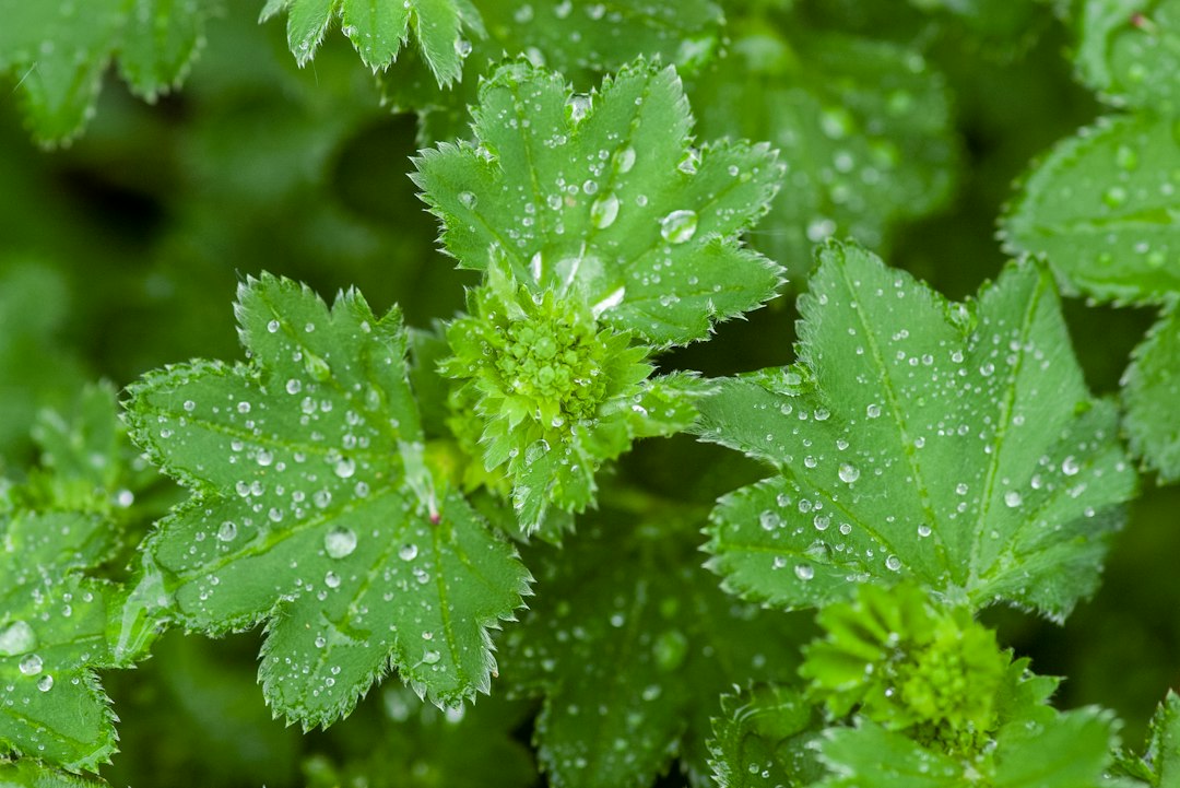 Lady's mantle for heavy periods, leaves with dew drops