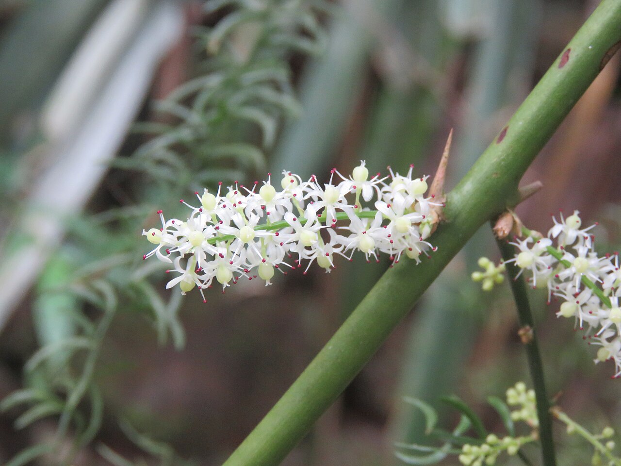 Shatavari for women's health: Asparagus racemosus in flower