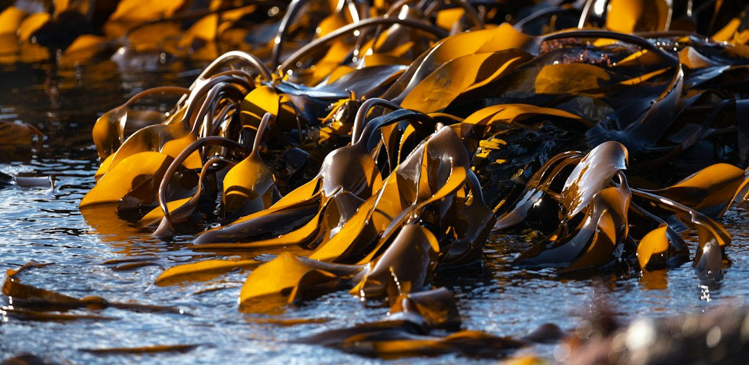 Brown seaweed glistening at the water's edge on a cold shore