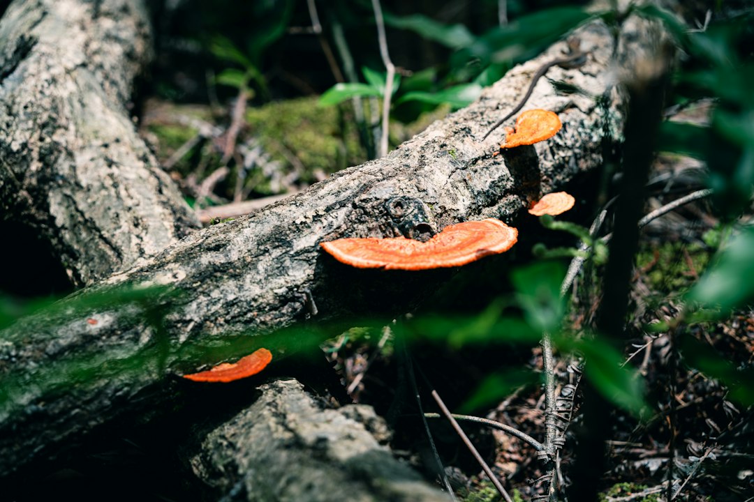 Orange bracket fungus growing on a fallen log in the forest