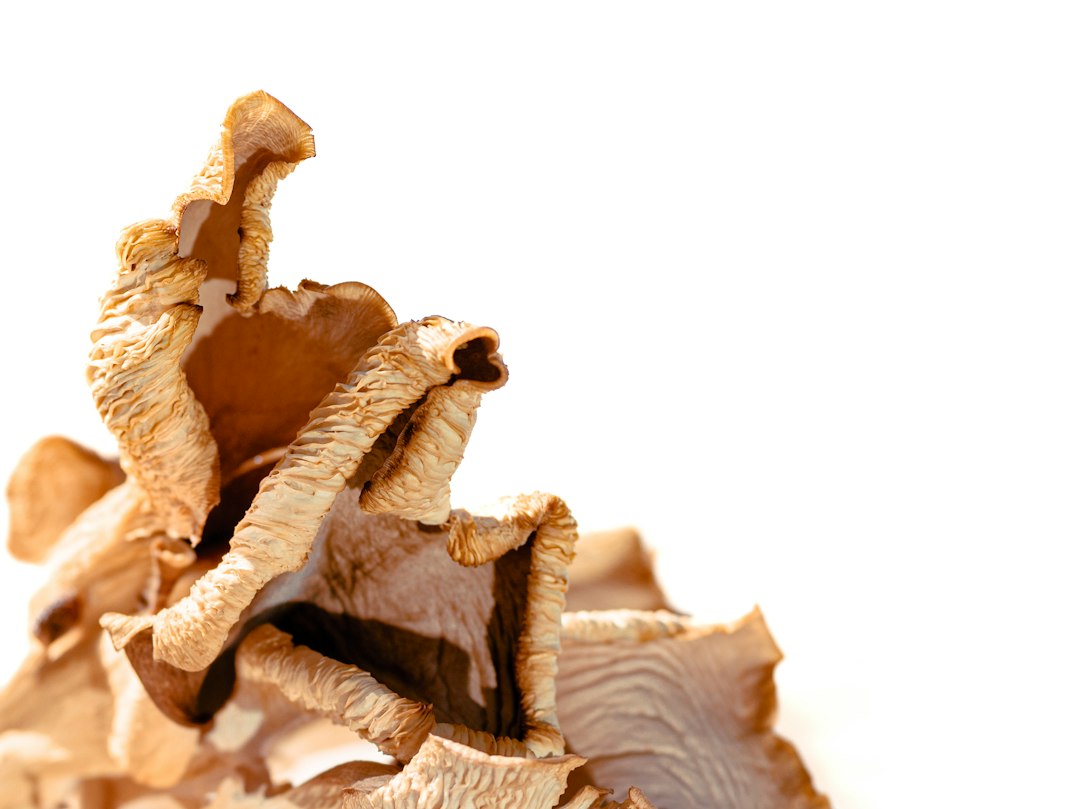 Dried mushrooms ready for tea or tincture making