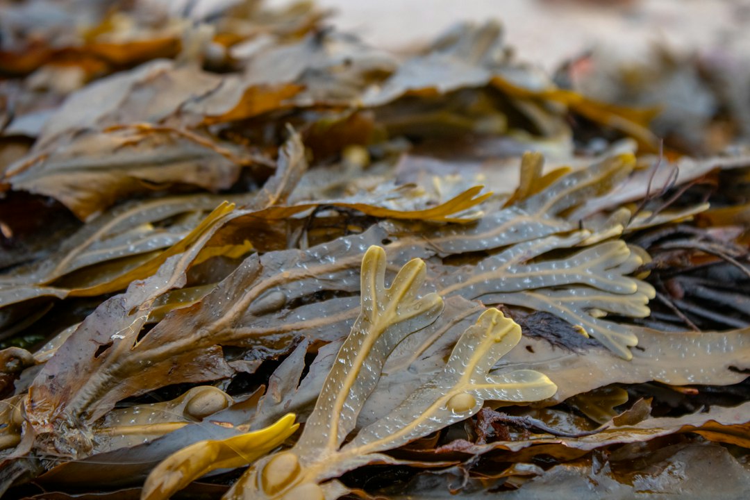 Bladderwrack for thyroid health: fresh fronds with round air bladders