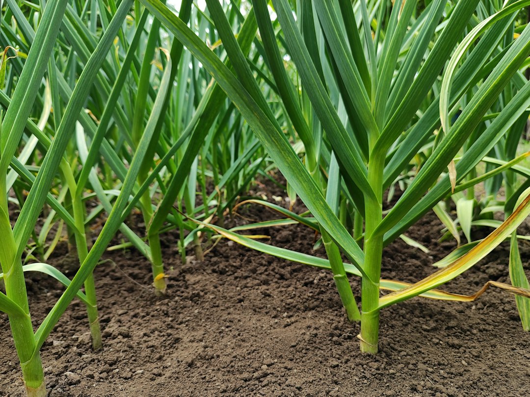 Garlic plants growing in garden soil, grown for immune health