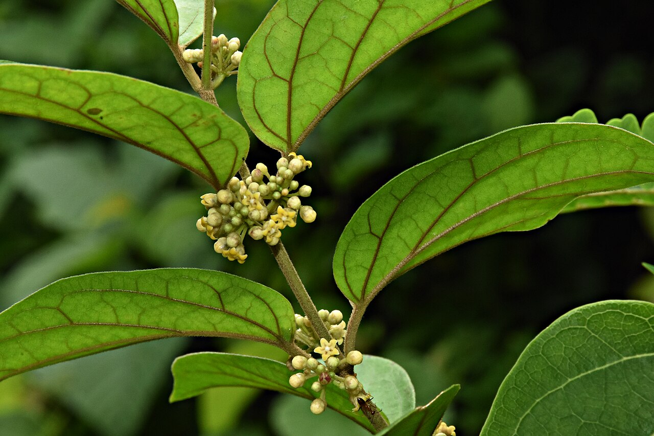 Gymnema for sugar cravings: Gymnema sylvestre leaves and small yellow flowers