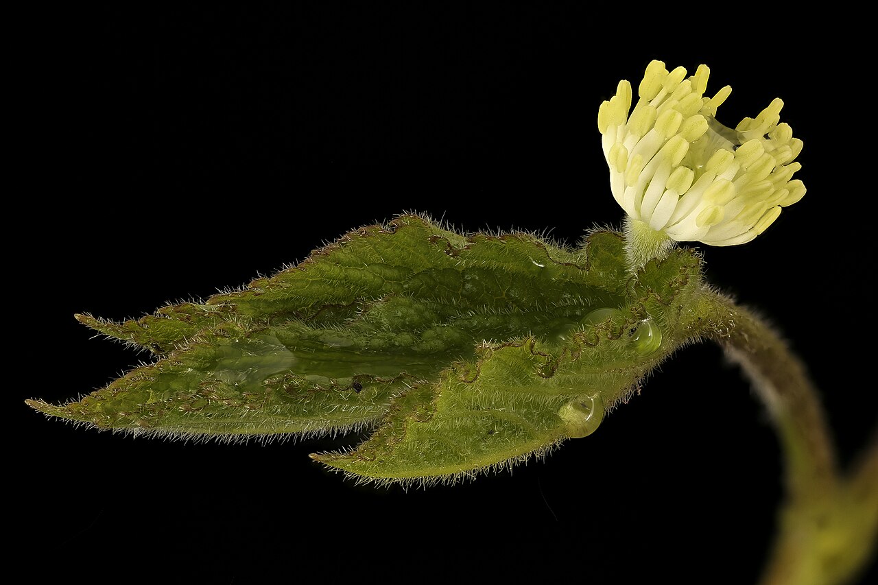 Goldenseal root benefits: Hydrastis canadensis flower and leaf