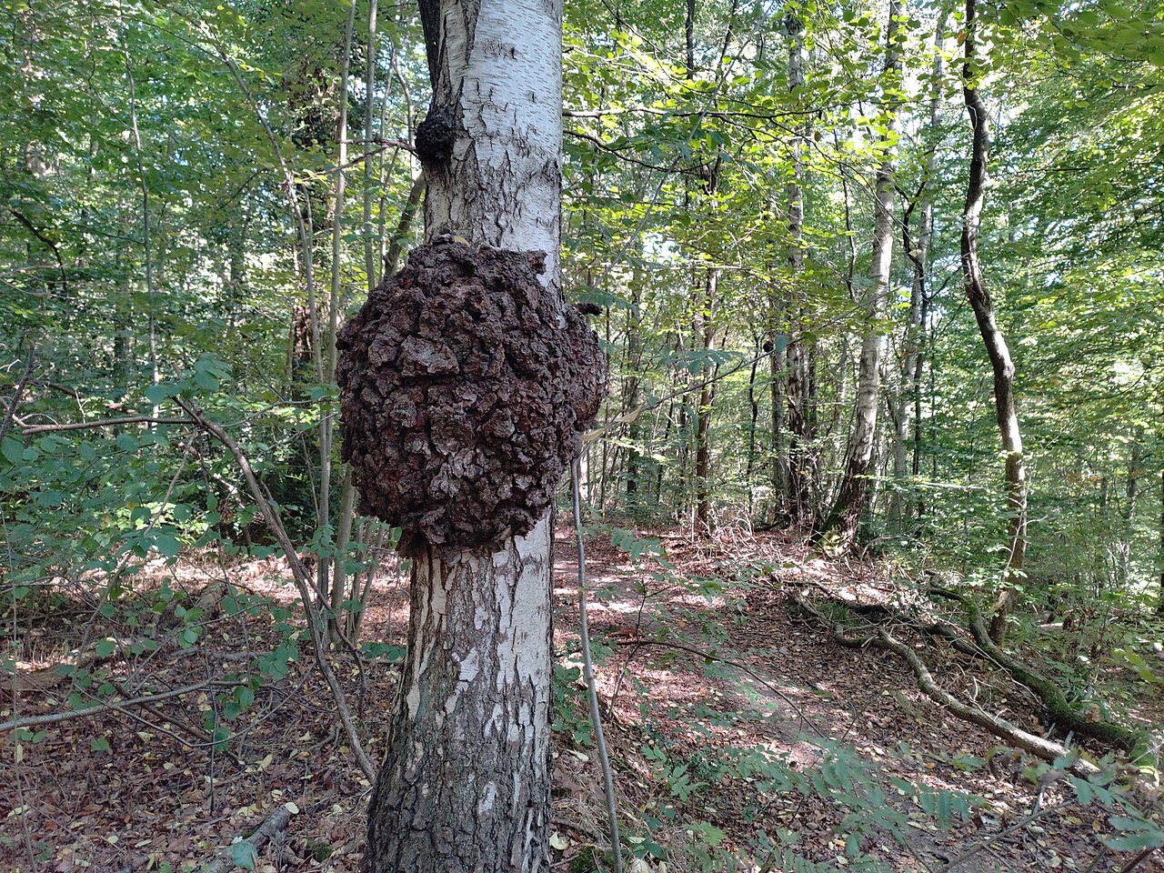 Chaga mushroom benefits: a chaga conk growing on a birch tree