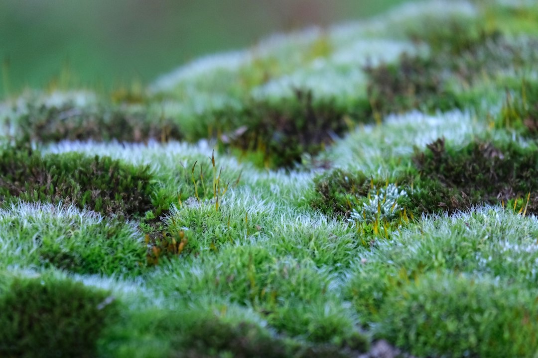 Close-up of lichen and moss on a forest floor in the fall
