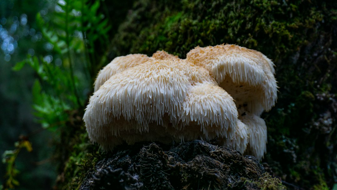 Lion's mane for focus, a wild lion's mane mushroom growing on a mossy tree