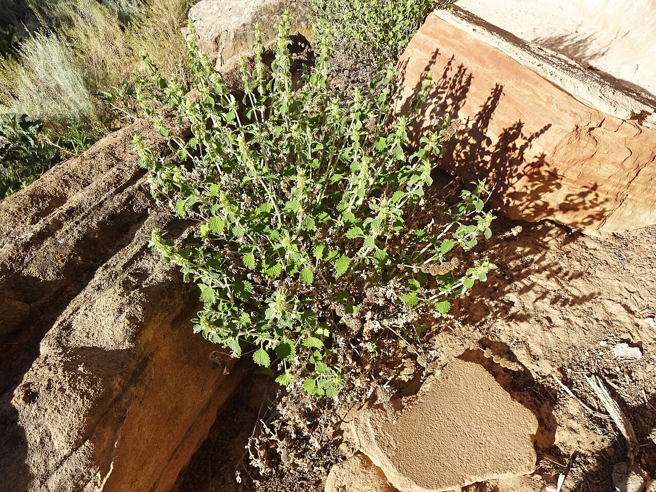 Horehound for chest congestion: a white horehound plant growing among rocks