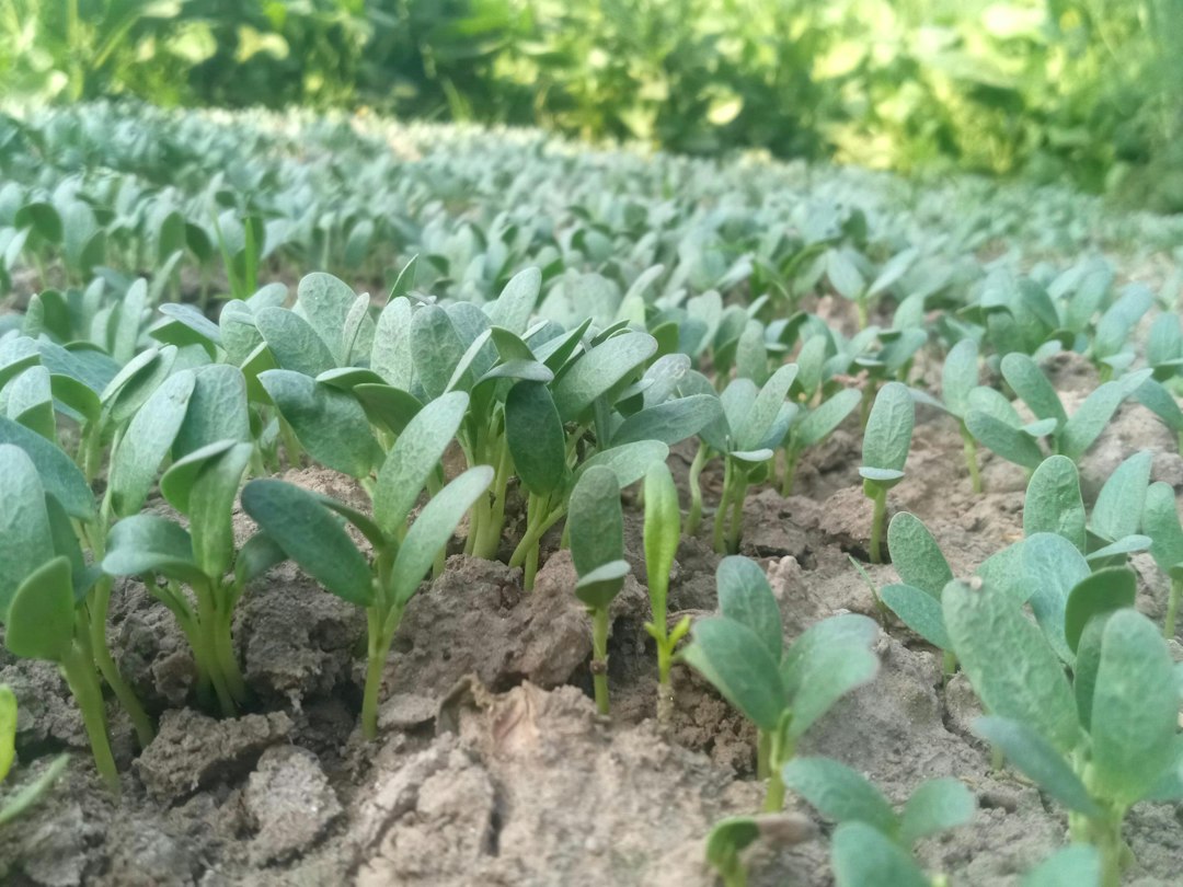 Young fenugreek plants growing in a field, the source of fenugreek seed benefits