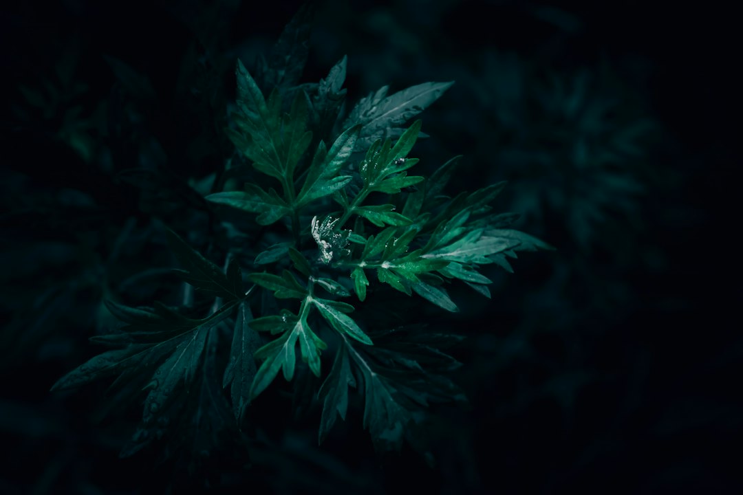 Mugwort leaves, the herb behind mugwort for dreams and digestion