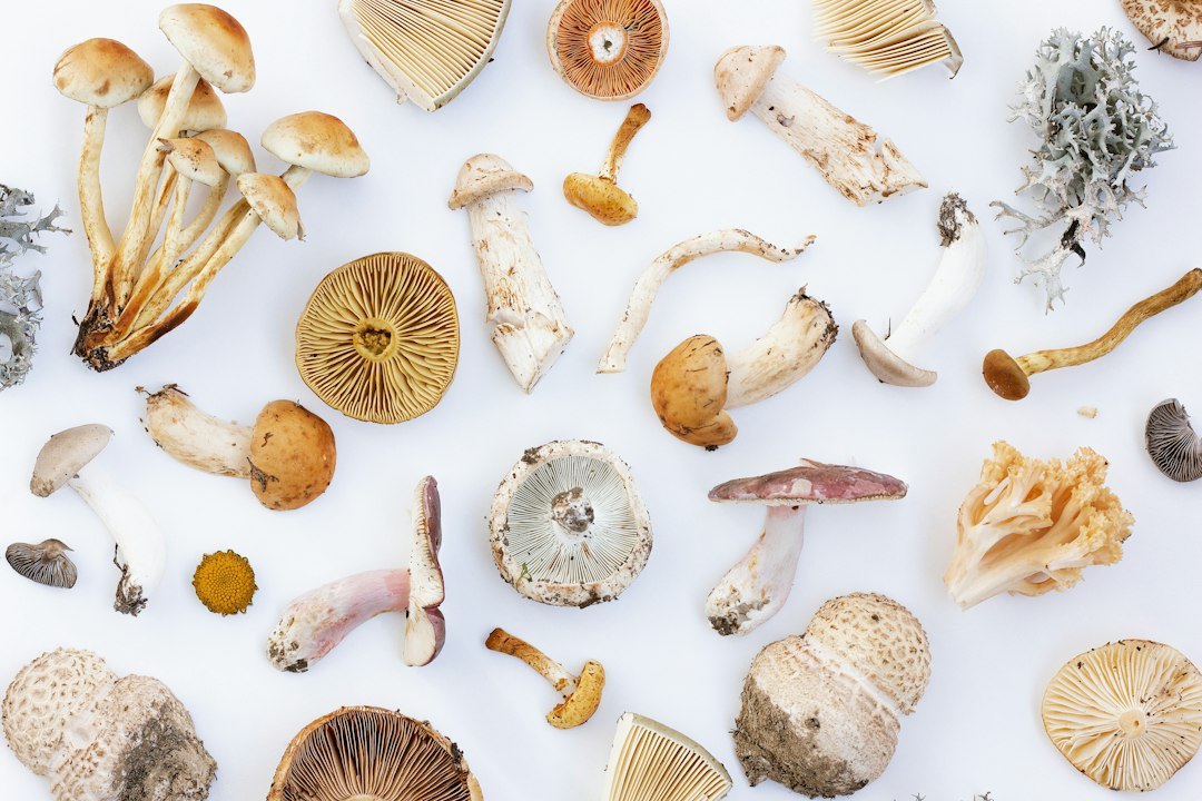 Assortment of wild medicinal and edible mushrooms on a white background