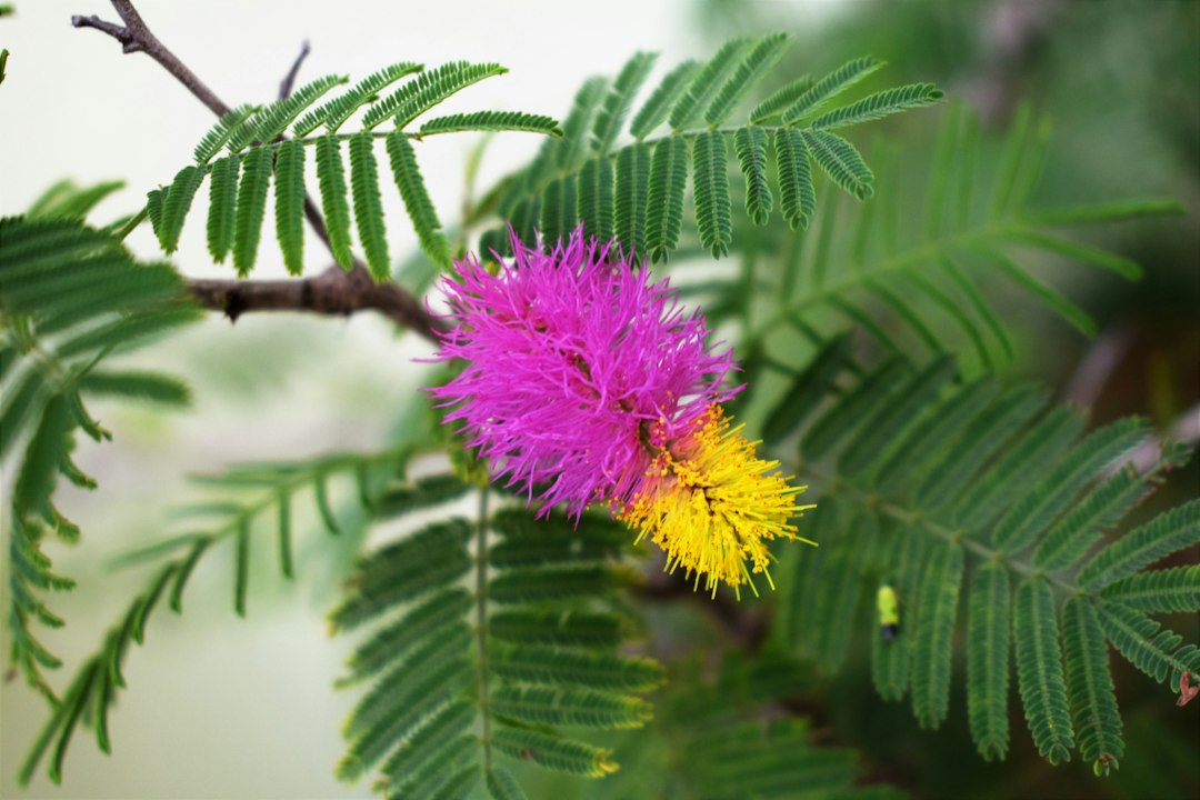 Pink silk tree flower among feathery leaves, the source of albizia bark benefits